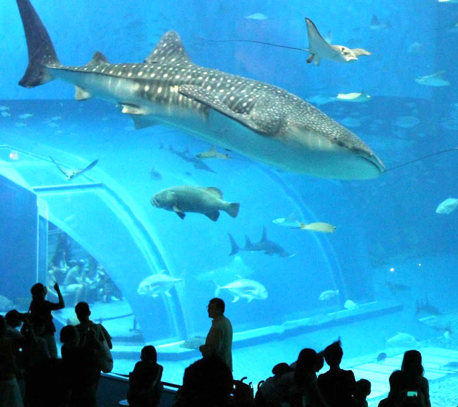 Acuario inbursa y museo Soumaya